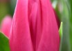 Tulipa Sandor ® (3)